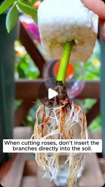 Rooting Roses From Cuttings, What To Plant With Roses, Pruning Tomatoes, Grafting Roses, Rose Garden Ideas, Rooting Plants, Garden Home Ideas, Rooting Roses, Grafting Plants