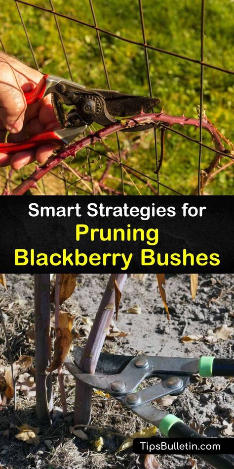 Pruning Blackberry Vines, Growing Berry Bushes, How To Prune Blackberry Bushes, Pruning Thornless Blackberries, Blackberry Bush Care, Pruning Blackberry Bushes, Growing Blackberries Trellis, Blackberry Bush Trellis, Container Blackberries