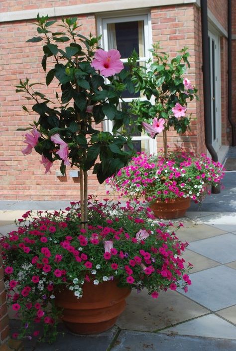 Vasos de hibisco com petúnias fucsias Hibiscus Tree, Beautiful Front Doors, Container Garden Design, Container Gardening Flowers, Have Inspiration, Outdoor Flowers, Garden Containers, Container Flowers, Lawn And Garden