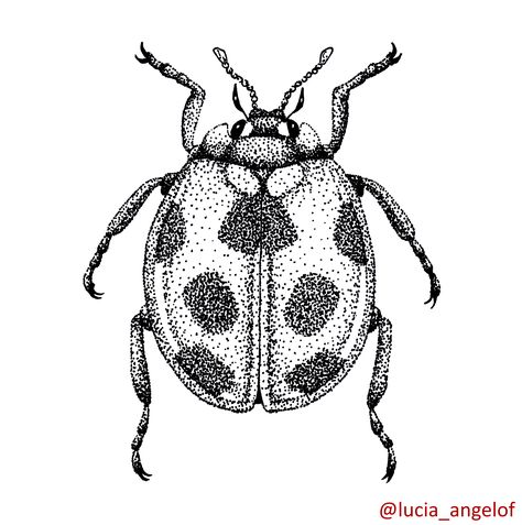 Black & white drawing of a ladybug - dotted shading technique. #beatle #ladybug #bug #insect #blackandwhite #drawing #sketch #shading Ladybug Dot Art, Realistic Ladybug Drawing, Realistic Ladybug Tattoo Black And White, Dotted Shading Tattoo, Dot Shading Tattoo Design, Handpoke Shading, Ladybug Drawing Insects, Ladybug Insect Drawing, Insect Drawing Simple