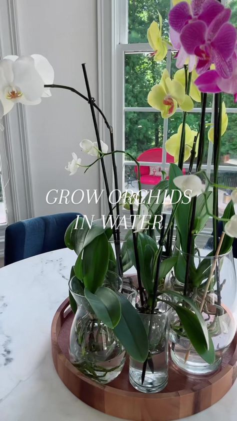 Growing orchids in water has been the easiest way I’ve found to keep m... | orchid in water | TikTok Orchids In Water Vase, Orchid In Water, Orchid Care Rebloom, Transplanting Orchids, Water Tiktok, Water Culture Orchids, Cold Weather Plants, Repotting Orchids, Orchids In Water