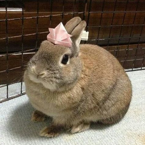 Usagi Rabbit, Bunny Stuff, Brown Bunny, Rabbit Costume, Fluffy Bunny, House Rabbit, Bunny Costume, Pet Bunny, Funny Bunnies