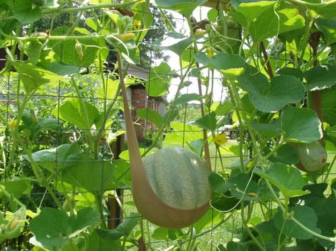 Cantaloupe Trellis, Pumpkin Trellis, Vertical Vegetable Garden, Garden Veggies, Veg Garden, Square Foot Gardening, Growing Fruit, Gardening Advice, Veggie Garden