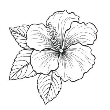 Hibiscus Drawing, Hibiscus Flower Drawing, Hibiscus Flower Tattoos, Hawaiian Tattoo, Flower Sketches, Plant Drawing, Flower Coloring Pages, Hibiscus Flower, Watercolor Flower