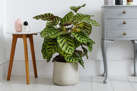 How to care for Peacock plants – 6 tips for healthy leaves | Livingetc Safe House Plants, Calathea Makoyana, Peacock Plant, Calathea Plant, Zebra Plant, Window Plants, Plant Watering, Chinese Evergreen, Prayer Plant