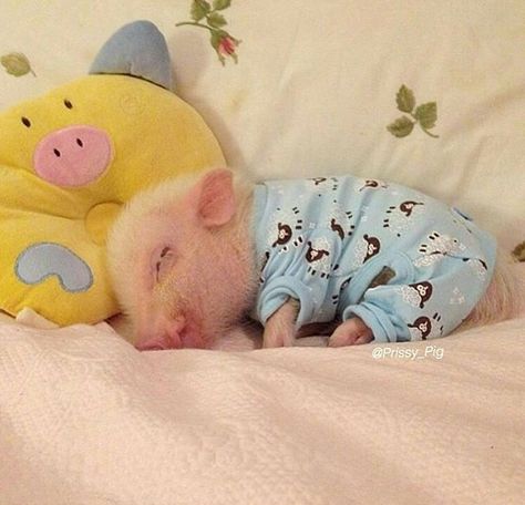 Teacup Pig, Katt Grejer, Regnul Animal, Teacup Pigs, Baby Pig, Cute Piglets, Cele Mai Drăguțe Animale, Baby Farm Animals