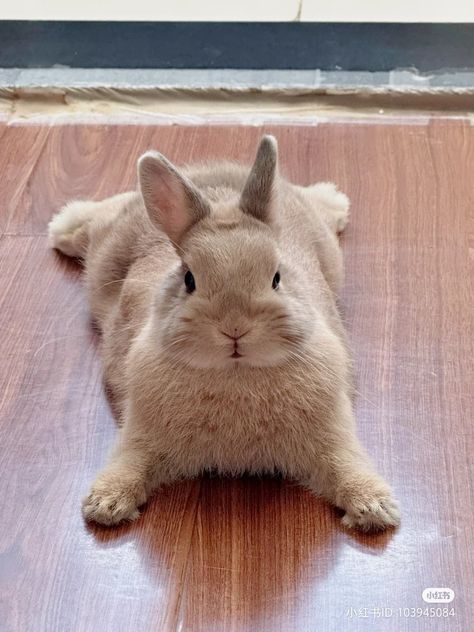 Rabbit Pose, Pet Bunny Rabbits, Cute Bunny Pictures, Cute Animals Puppies, Y2k Wallpaper, Bunny Pictures, Pet Bunny, Cute Animals Images