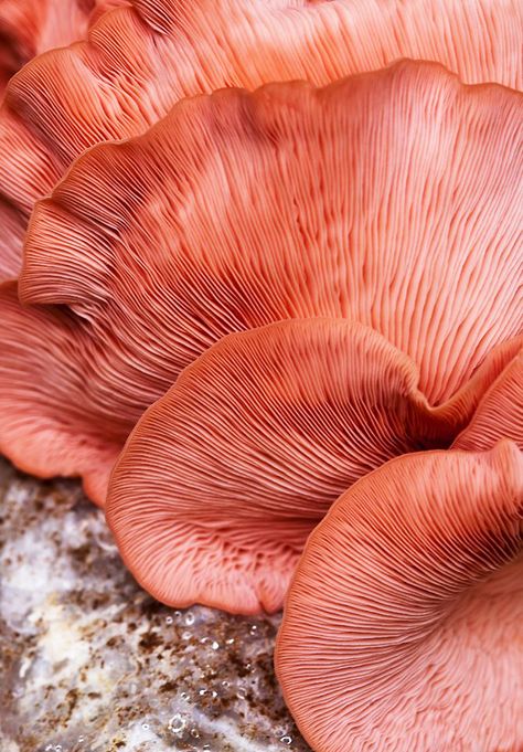 Oyster Mushrooms, Mushroom Fungi, Color Inspo, Natural Forms, Patterns In Nature, Color Of The Year, Color Textures, Coral Reef, Color Pallets