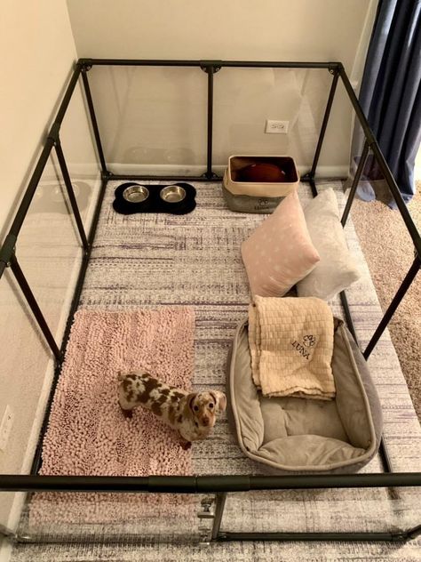 Dog Room Decor, Dog Bedroom, Puppy Room, Dog Spaces, Dog Mommy, Future Apartment Decor, Animal Room, Dog Rooms, Haiwan Peliharaan