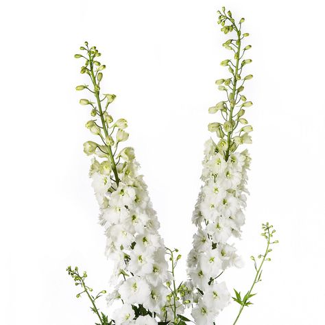 Delphinium White, White Delphinium, Single Flowers, Eid Crafts, Line Flower, Poster Background, Poster Background Design, Flower Ideas, Single Flower