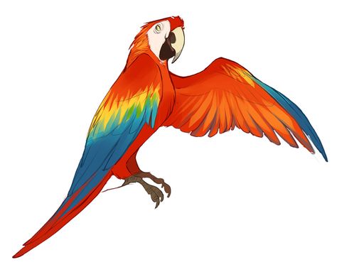 Claire Hummel, Macaw Art, Parrot Drawing, Parrots Art, Cartoon Birds, Animal Sketches, Bird Drawings, Realistic Drawings, Bird Design