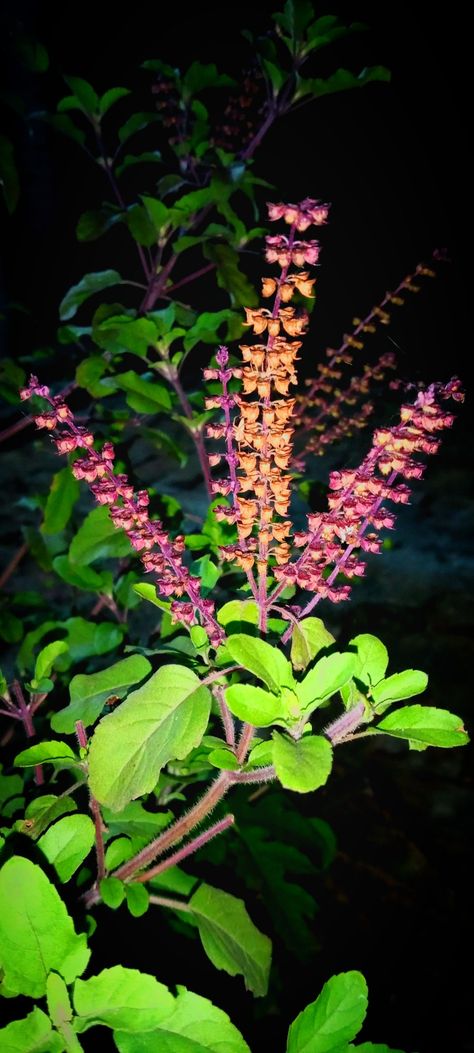 Tulsi Plant Aesthetic, Tulsi Vivah Snap, Tulsi Aesthetic, Tulsi Plant, Nature Ideas, Wallpaper Drawing, Heena Design, Succulent Gardens, Emoji For Instagram