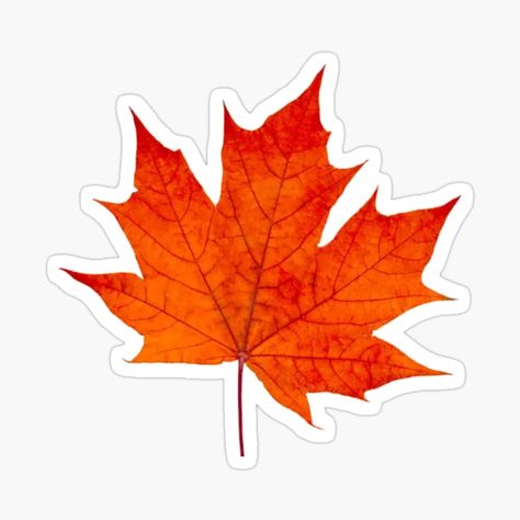 Maple Leaf Printable, Maple Leaf Aesthetic, Leaf Illustration Design, Maple Drawing, Autumn Leaf Drawing, Maple Leaf Sticker, Maple Leaf Drawing, Fall Leaves Drawing, Leaf Aesthetic