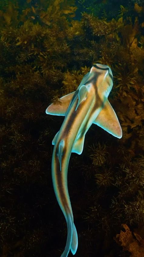 Port Jackson Shark, Oceanography Marine Biology, Shark Names, Foto Bawah Air, Bawah Air, Shark Pictures, Fauna Marina, Beautiful Sea Creatures, Cute Shark