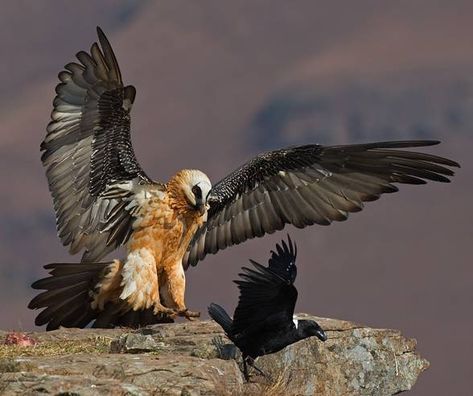 Bearded vulture (Gypaetus barbatus) | DinoAnimals.com Vulture Wings, Vulture Marvel, Raven Photo, Bearded Vulture, Bird Quotes, Vulture Culture, Interesting Animals, Animal Sketches, Birds Of Prey