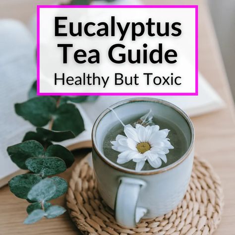 Echinacea Tea Recipes, Mint Tea Benefits, Tea Guide, Mullein Tea, Drying Fresh Herbs, Herbal Tea Garden, Tea For Colds, Tea Remedies, Echinacea Tea