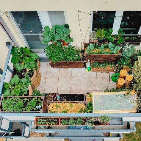 🧑‍🌾Grow veggies🍅 at your home #organic #healthylifestyle Apartment Vegetable Garden, Balcony Garden Diy, Thuy Dao, Her 86m2, Apartment Balcony Garden, Small Balcony Garden, Vegetable Garden Diy, Permaculture Gardening, Balcony Plants