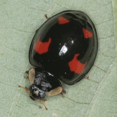 Melanic (dark) Harlequin ladybug (Harmonia axyridis spectabilis) on bramble leaf. Harlequin Ladybird, Melanistic Animals, Types Of Spiders, Black Ladybug, Beautiful Insects, Different Types Of Animals, Albino Animals, Manatees, Lady Bugs