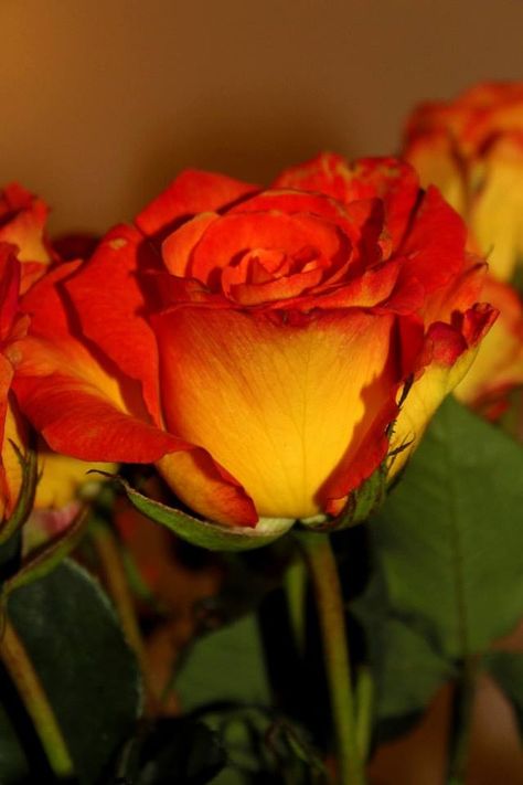 Sunset rose...planted one once and they are so pretty! Sunset Roses Wedding, Yellow Rose With Red Tips, Sunset Rose Bouquet, Sunset Rose, Aesthetic Roses, Crochet Inspo, Wedding 2024, Sunset Colors, Art Prompts