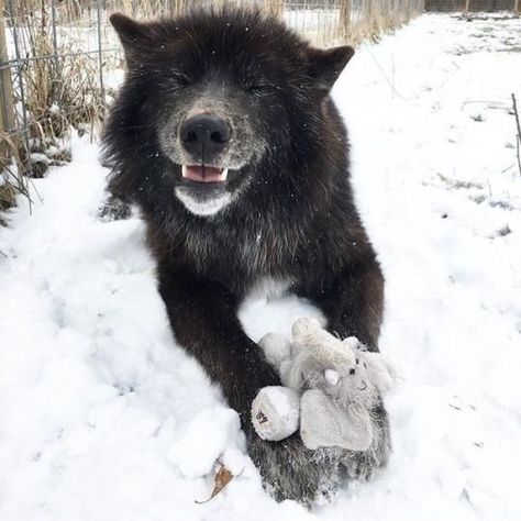 @wolf.instas on Instagram: “So happy with toy, he's smiling. . . Photo via Unknown - Please DM me if this belongs to you. . . . 👉 Follow @wolf.instas #lonewolf…” Catherine Cowles, Dog Design Art, Wolf Character, Scary Dogs, Wolf Pup, African Wild Dog, Timber Wolf, Pretty Animals, Grey Wolf