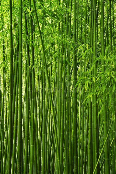 Viridian Aesthetic, Forest Texture, Symmetry Photography, Volcano Island, Bamboo Landscape, Bamboo Species, Bamboo Texture, Grass Wallpaper, Phone Screen Wallpaper