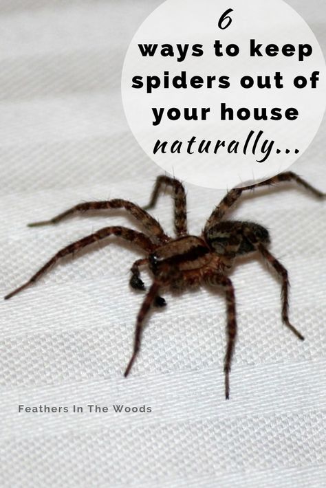 Natural Spider Repellant, Spider Spray, Spiders Repellent, Get Rid Of Spiders, Deep Cleaning Hacks, Natural Bug Repellent, Cleaning Painted Walls, Flea Prevention, Natural Pest Control