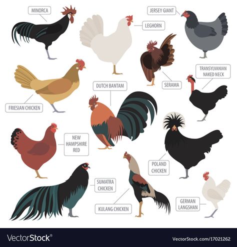 Chicken Species, Poultry Breeds, Poultry Farming, Poultry Farm, Chicken Breeds, Flat Vector, Design Vector, Creature Art, Flat Design