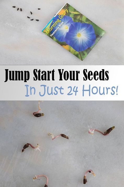 A Trick To Sprout Flower Seeds Overnight | The Honeycomb Home | Bloglovin’ Diy Greenhouse Cheap, Avocado Seed Growing, Seed Starting Containers, Gardening Knowledge, Hill Landscaping, Morning Glory Seeds, Decorative Plants, Rustic Backyard, Avocado Seed