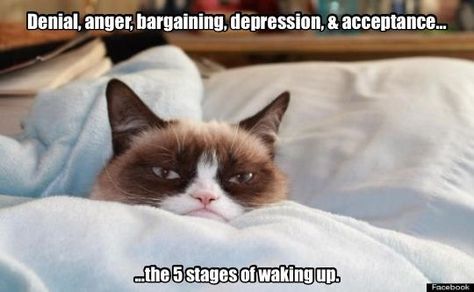 The five stages of waking up - Yep! Grumpy Cat Meme, Good Morning Meme, Grumpy Cat Quotes, Grumpy Cat Humor, Angry Cat, Pet Peeves, Clipuri Video, Memes Humor, Cat Quotes