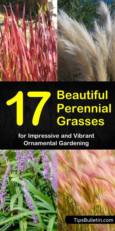 Zone 6 Ornamental Grasses, Zone 3 Ornamental Grasses, Ornamental Grass Foundation Planting, Perennial Grasses Zone 5, Evergreen Grasses Landscaping, Ornamental Grass Garden Layout Plan, Pink Ornamental Grasses, Decorative Grasses Perennials, Fountain Grass Perennial