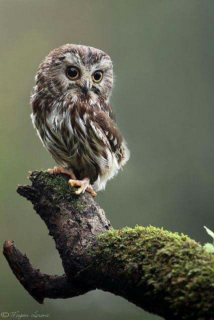 Hold on Saw Whet Owl, Owl Photos, Owl Pictures, Beautiful Owl, Owl Lovers, Owl Bird, Baby Owls, Pretty Birds, Cute Owl