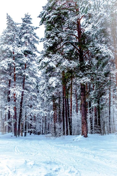 Bosque de invierno, caminos y árboles en... | Premium Photo #Freepik #photo #arbol #invierno #nieve #madera Invierno Aesthetic, Underwater Art, Medieval Life, Snowy Trees, Sore Eyes, Future Life, Premium Photo, Painting Inspiration, Van Gogh