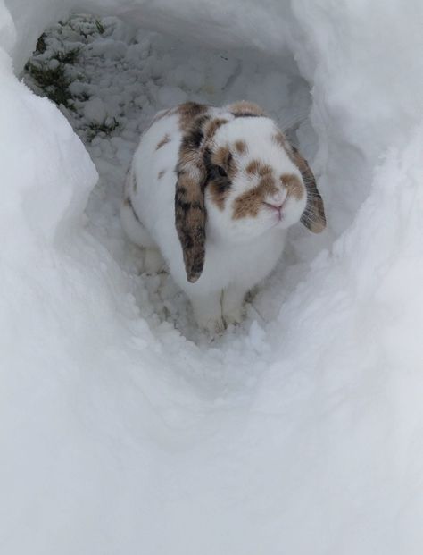 Rest In Peace my sweet bunny 💗 Basil the Mini/Holland Lop Mini Holland Lop, Bunny Therian, Bunny In The Snow, Mini Lop Bunny, Mini Lop Bunnies, Bunny Supplies, Mini Lop Rabbit, Lop Bunnies, Lop Bunny