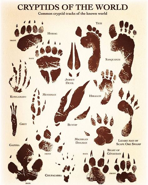 Im kind of obsessed with this at the moment. #cryptozoology #footprints #iwanttobelieve Egiptul Antic, Myths & Monsters, Mythical Monsters, World Mythology, Legends And Myths, Urban Legends, Mythical Creatures Art, Mythological Creatures, Creature Concept