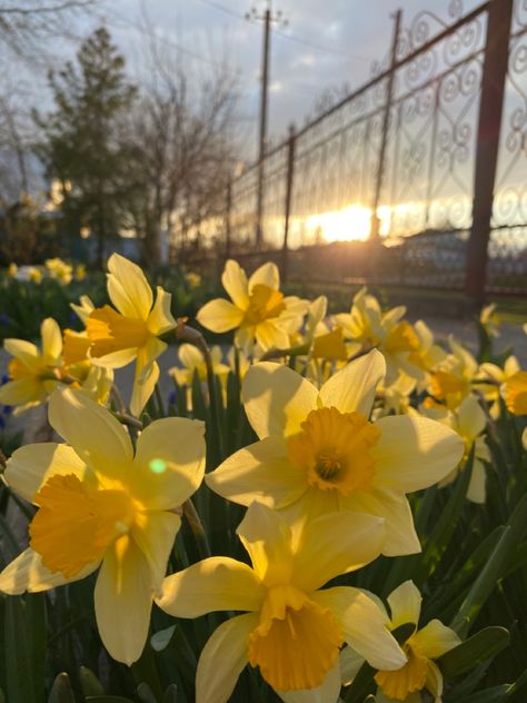 Dafodill Aesthetic, Yellow Daffodils Wallpaper, Daphodil Aesthetic, Pretty Yellow Flowers, Dafidol Flowers, Yellow Daffodils Aesthetic, Dafodill Flower Aesthetic, Spring Aesthetic Yellow, Yellow Spring Aesthetic