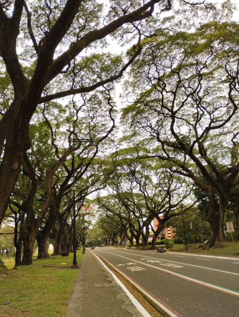 Up Diliman Wallpaper, Up Diliman Aesthetic, Up Sablay, University Of The Philippines Diliman, Up Diliman, Atmospheric Perspective, University Series, Maybe In Another Life, Be Good To Me