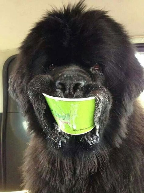 Top 10 Dog Breeds, Funny Facebook, Terra Nova, Love My Dog, Newfoundland Dog, Funny Animal Memes, Funny Animal Pictures, Dog Memes, Newfoundland