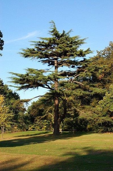 Deodar Cedar, Cedrus Deodara, Sunken Gardens, Nc State University, Planting Design, Sunken Garden, One With Nature, Leaf Coloring, Bluish Green