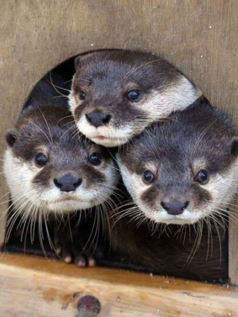 In Otter News on Twitter: "Steve, Brad and Brenda all leave the house simultaneously.… " Otters Cute, Otter Love, Baby Otters, Animal Heads, Cute Animal Pictures, Cute Creatures, Sweet Animals, Animal Planet, Forest Animals