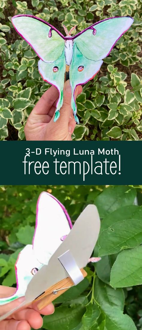 Download this free template and create this realistic, flying luna moth! Luna Moth Craft, Moth Craft Preschool, Moth Craft For Kids, Moth Crafts, Moth Template, Moth Diy, Moth Craft, Moth Life Cycle, Campground Ideas