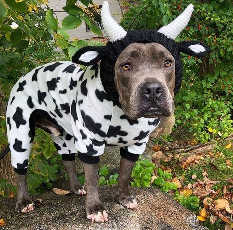 Pitbull Dog Costume, Pit Bull Halloween Costumes, Jojo Halloween, Pitbull Halloween Costumes, Zeus Costume, Pitbull Halloween, Cow Halloween Costume, Costume For Dogs, Pitbull Clothes