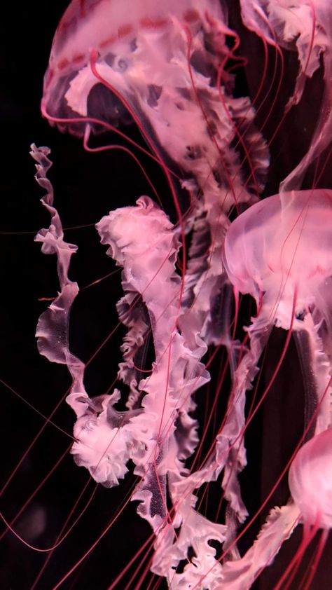 Za Wallpaper, Pink Jellyfish Wallpaper, Angelcore Aesthetic, Jellyfish Aquarium, Pink Jellyfish, Wallpapers For Mobile Phones, Jellyfish Art, Desktop Wallpaper Art, Fish Wallpaper