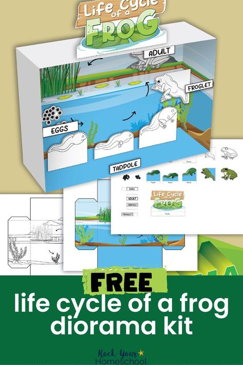 Frog Life Cycle Worksheet Free Printable, Life Cycle Of A Frog Activities, Frog Life Cycle Project, Paper Diorama Templates Free Printable, Frog Life Cycle Craft Preschool, Life Cycle Of A Frog Craft, Life Cycle Projects For Kids, Animal Life Cycle Projects, Life Cycle Diorama