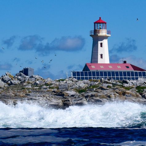 These are the best things to do in Machias, Maine, from enjoying wild blueberries to checking into a historic inn. Machias Maine, Maine Blueberries, Maine Trip, Famous Lighthouses, Vacay Ideas, Hydroelectric Dam, Bush Family, Maine New England, Coastal Maine