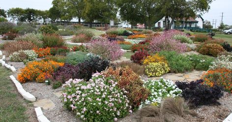 Master gardeners’ picks are North Texas hardy Central Texas Landscaping, Texas Landscaping Ideas, Native Plant Landscape, Texas Landscaping, Xeriscape Landscaping, Texas Plants, Texas Native Plants, Texas Gardening, Front Landscaping