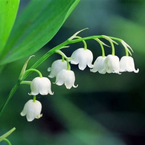 PRICES MAY VARY. 5 Lily of the Valley Bulbs for Planting Lilies Flower Bulbs Bulk Roots Perennial 5 Lily of the Valley Bulbs for Planting Lilies Flower Bulbs Bulk Roots Perennial Morning Gray Flower, Liminal Space Flowers, Hair Conditioner Bar, Spring Perennials, Seeds Color, Lily Of The Valley Flowers, Valley Flowers, Unique Plants, Bulb Flowers