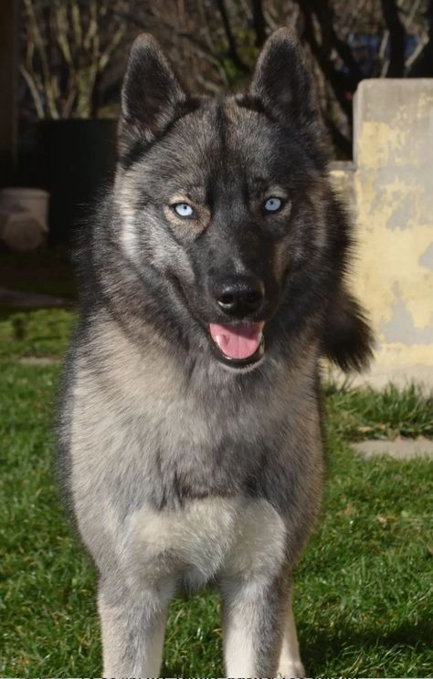 Siberian Husky Agouti, Agouti Siberian Husky, Husky Wolf Mix, Agouti Husky, German Shepherd Husky, Siberian Husky Dog, Siberian Huskies, Animated Animals, Husky Mix