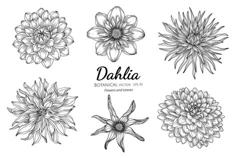 Hand Drawn Dahlia, Drawing Of Dahlia Flower, Dahlia Floral Tattoo, Tattoo Ideas Dahlia, Flower Tattoos Dahlia, Dainty Dahlia Tattoo, Dahlia Sunflower Tattoo, Dahlia Flower Tattoo Sleeve, Flower Types Tattoo