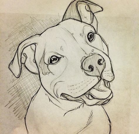 Ig pic Pitt Bull Drawing, Pitbull Dog Sketch, Staffie Drawings, Bully Dog Drawing, How To Draw A Pitbull, Drawings Of Pitbulls, Pitbull Drawing Pencil, Dog Drawing Pitbull, Cute Pitbull Drawing