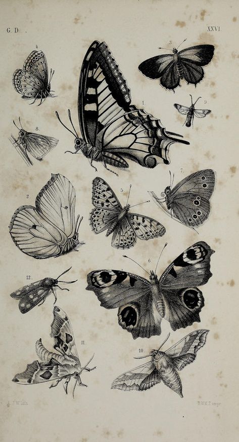 Insect Tattoo, Nature Collage, Field Museum, Museum Of Natural History, Insect Art, Vintage Poster Art, Butterfly Art, Surreal Art, Cute Tattoos